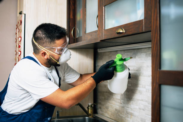 Best Termite Control Services  in Johnston City, IL