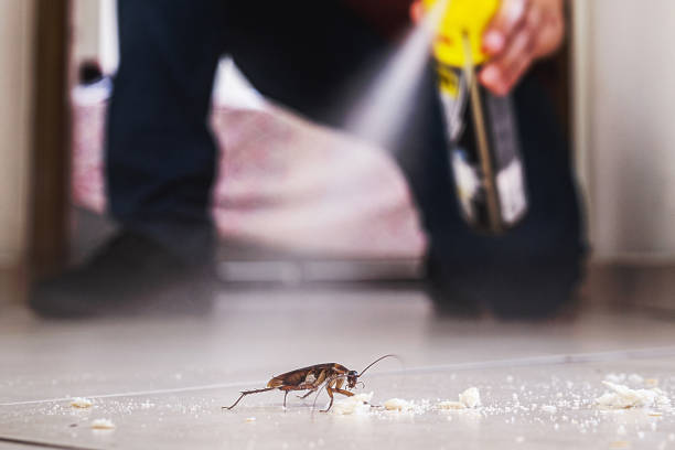 Best Rodent Control Near Me  in Johnston City, IL